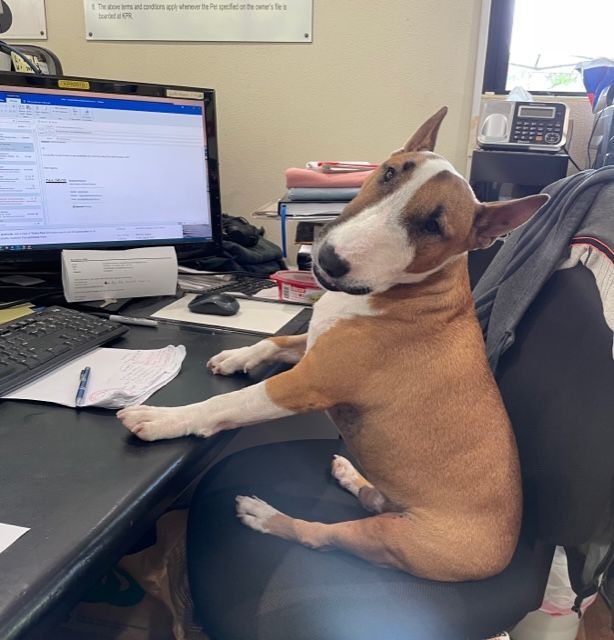 Bull Terrier Sits at a Desk, Looking at the Screen, Paws on Desk — Kuranda Pet Resort in Kuranda, QLD