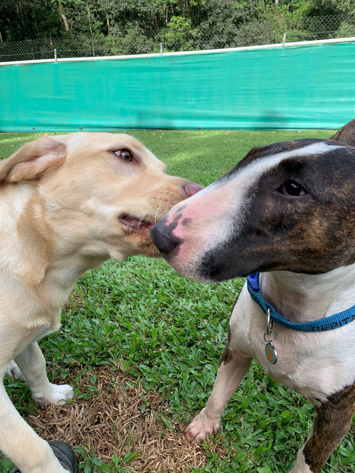 Yellow Lab and brindle Bull Terrier touching noses on a grassy field — Kuranda Pet Resort in Kuranda, QLD