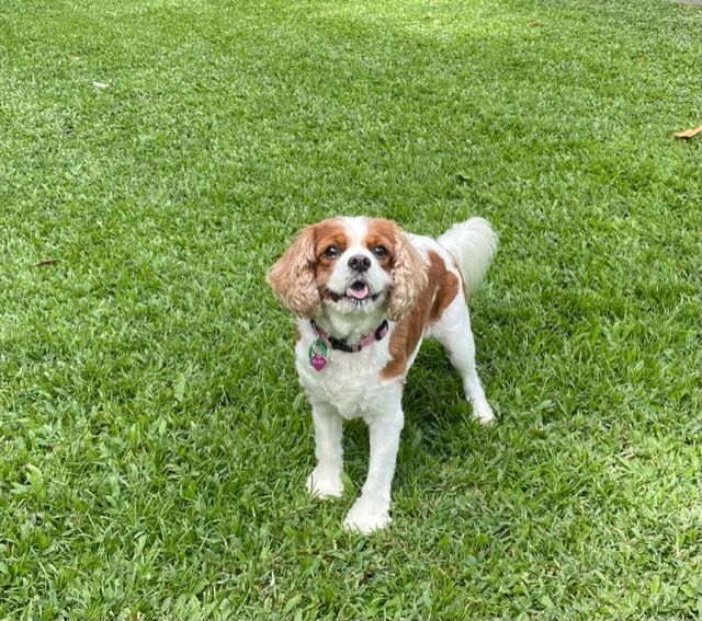 Happy Dog — Kuranda Pet Resort in Kuranda, QLD