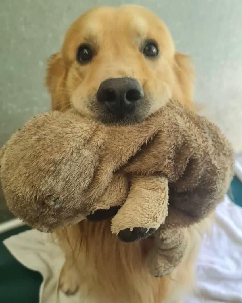 Golden Retriever Holding a Fluffy, Brown Towel With a Sweet Expression — Kuranda Pet Resort in Kuranda, QLD