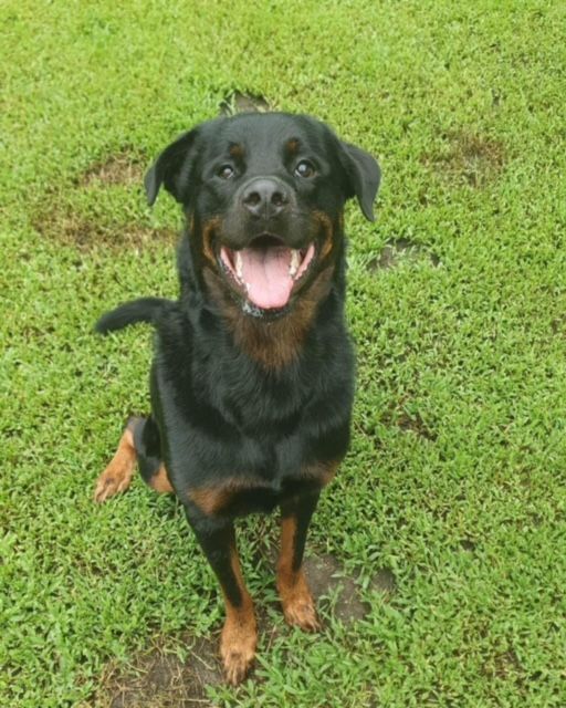 Happy Rottweiler Dog Sitting on Green Grass, Smiling With Tongue Out — Kuranda Pet Resort in Kuranda, QLD