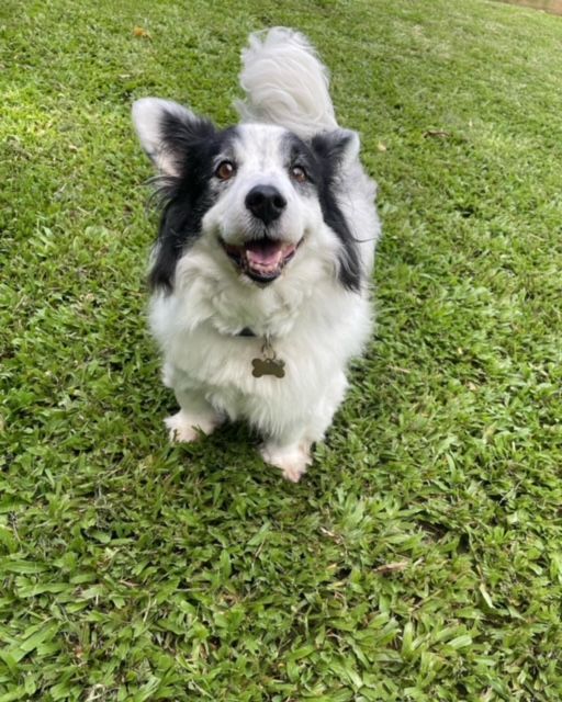Happy, Black and White Dog With Tail Curled — Kuranda Pet Resort in Kuranda, QLD