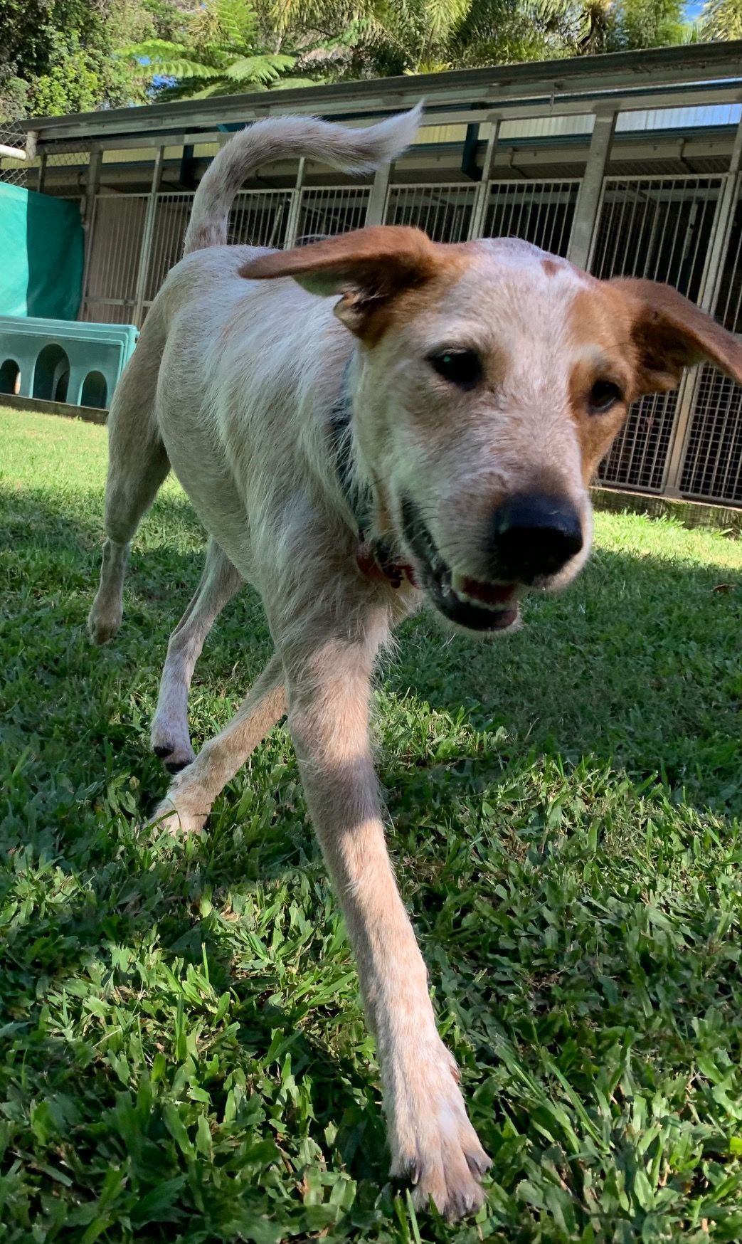 Tan and White Dog With Floppy Ears Running on Grass — Kuranda Pet Resort in Kuranda, QLD