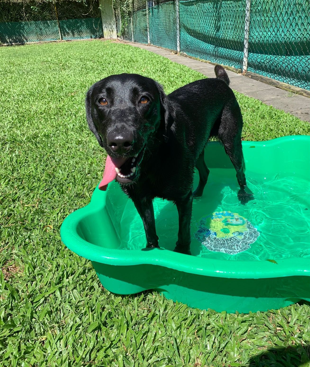 Black Dog in a Green Plastic Pool, Tongue Out, Standing on Grass — Kuranda Pet Resort in Kuranda, QLD