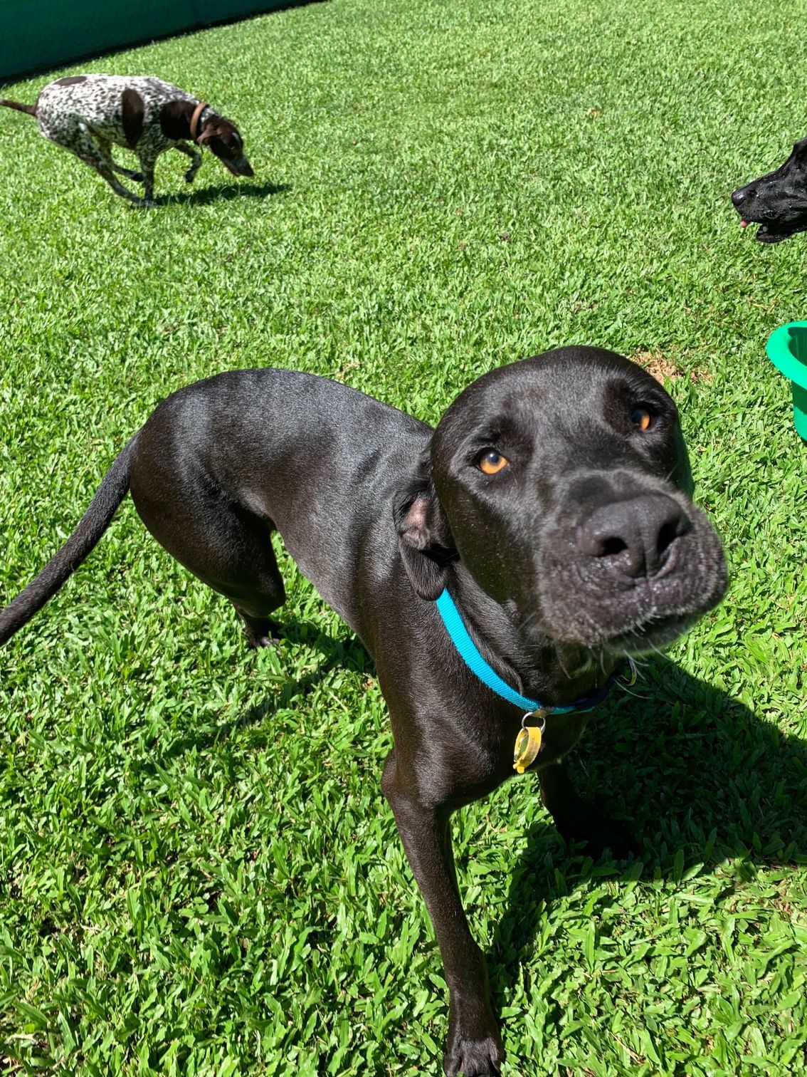 Black Dog With a Blue Collar Looks at the Camera — Kuranda Pet Resort in Kuranda, QLD