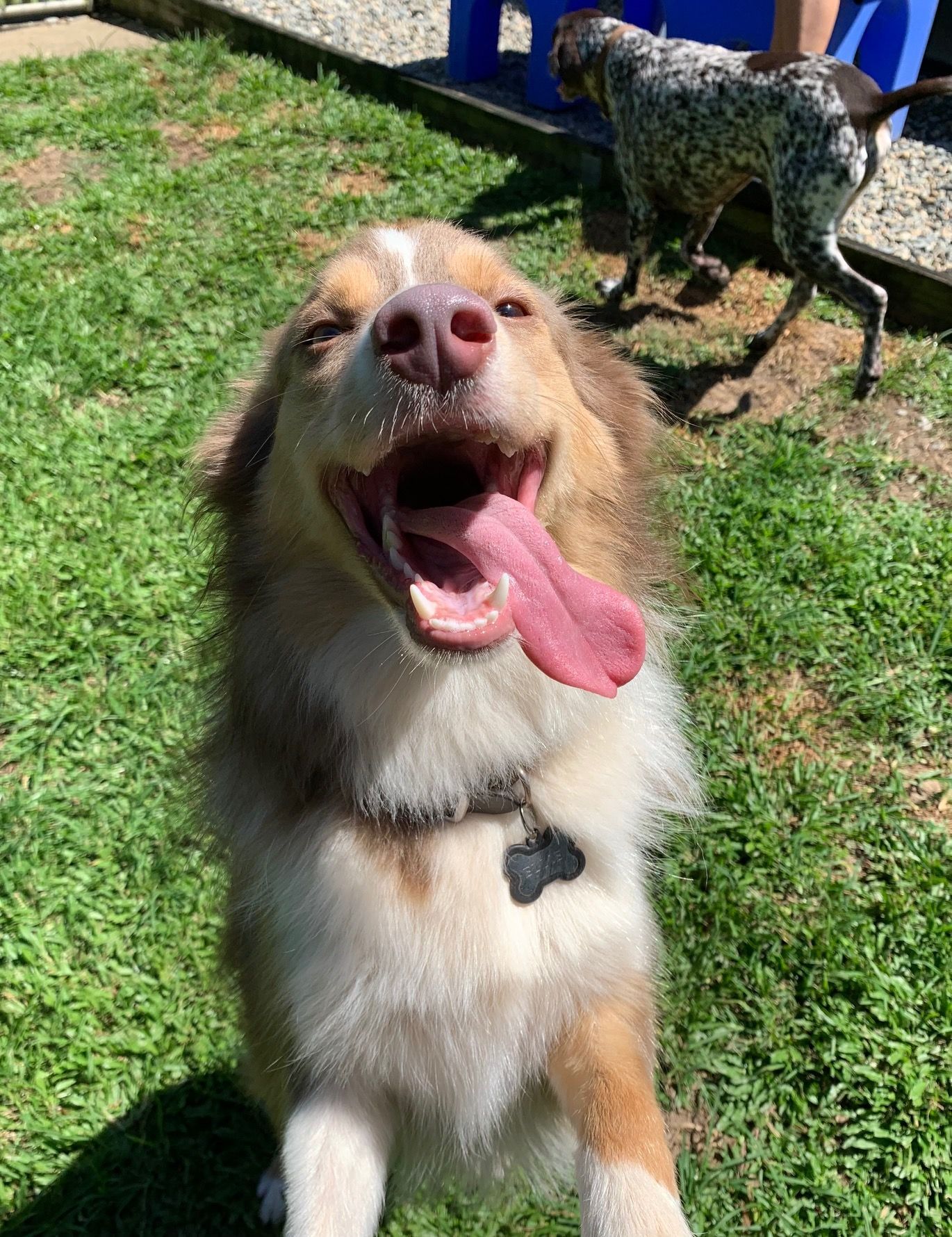 Brown and White Dog With Its Mouth Open, Tongue Out, and Smiling in a Grassy Yard — Kuranda Pet Resort in Kuranda, QLD