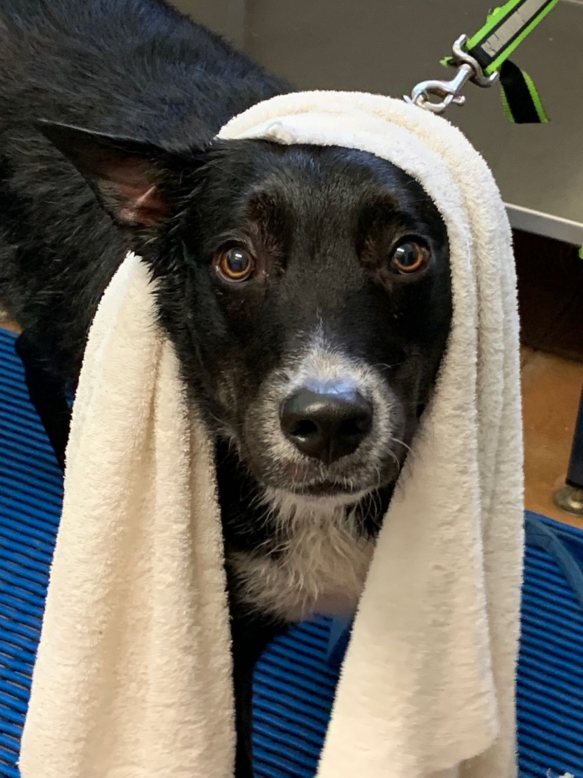 Black and White Dog With a Towel Wrapped Around Its Head — Kuranda Pet Resort in Kuranda, QLD