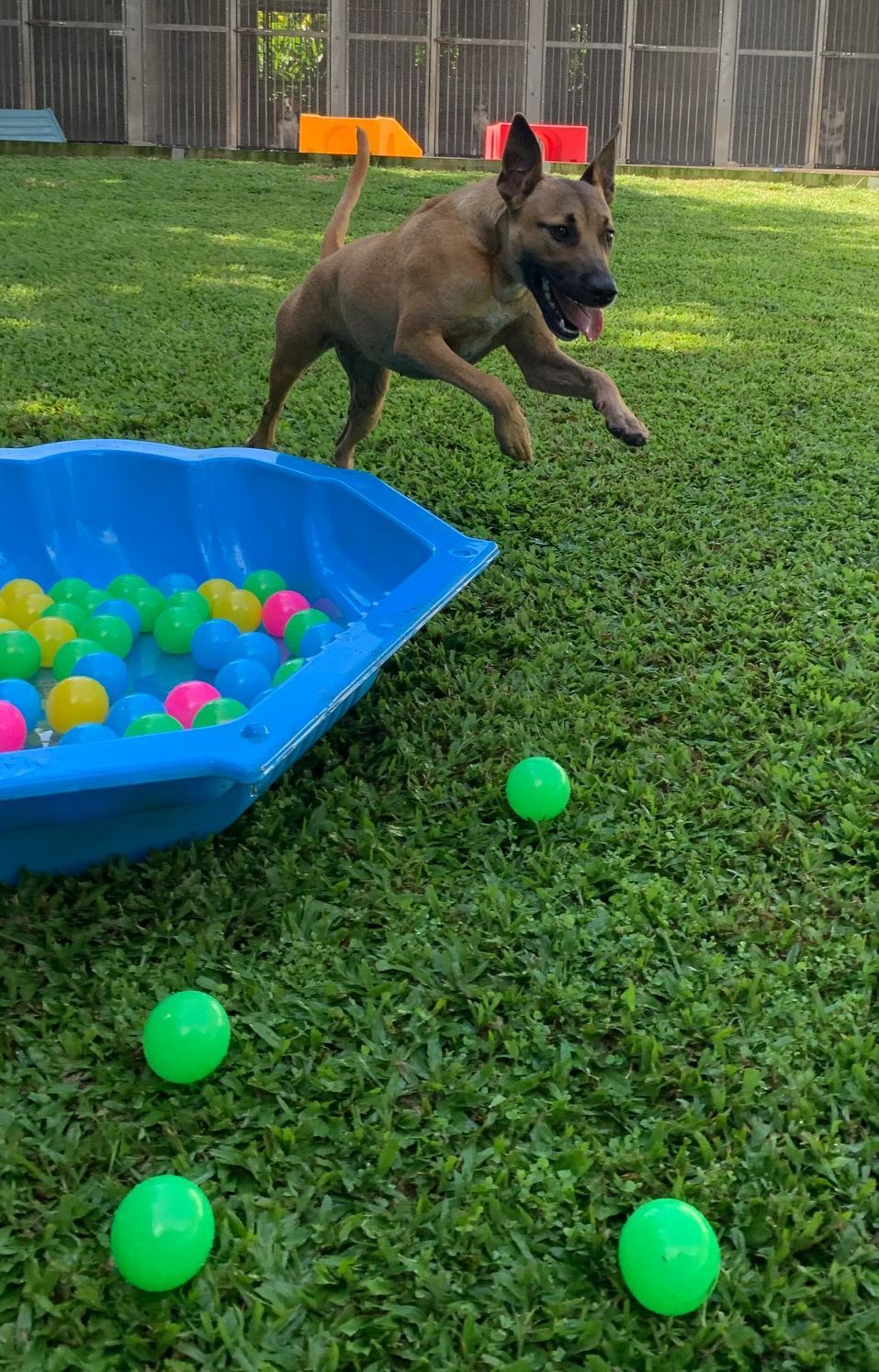 Dog Jumping Towards Camera — Kuranda Pet Resort in Kuranda, QLD