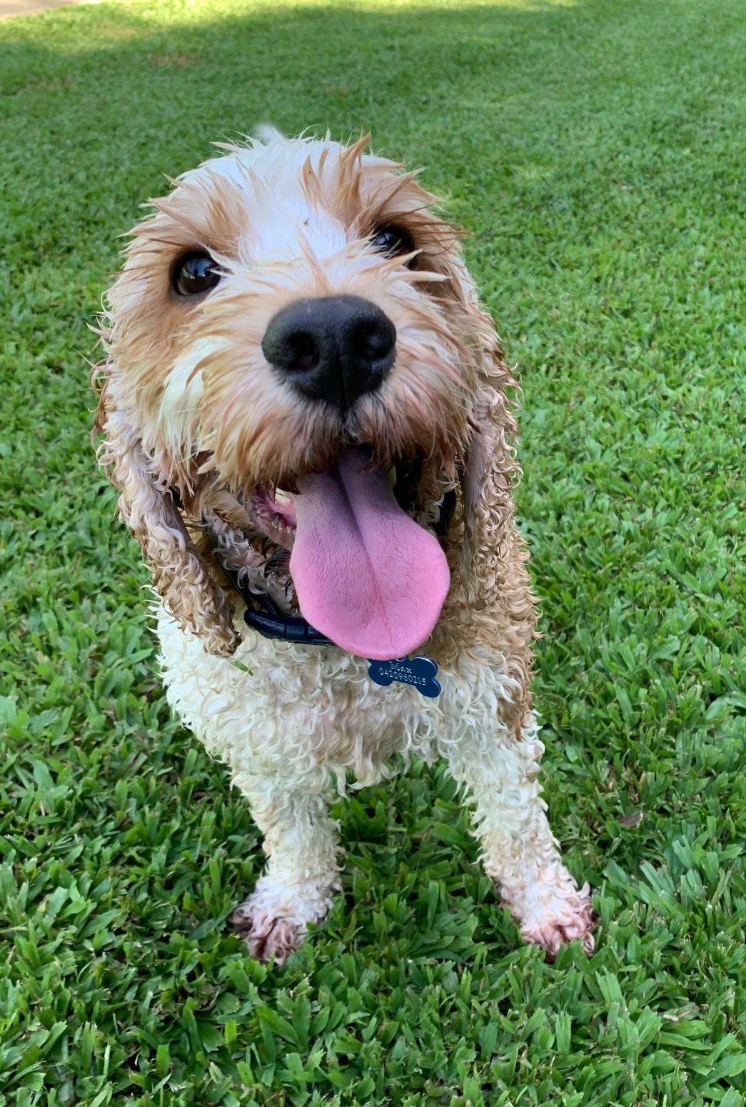 Happy, Wet, Tan and White Dog With Tongue Out, Sitting on Green Grass — Kuranda Pet Resort in Kuranda, QLD