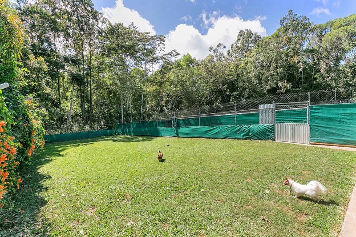 Lush Green Backyard With Chickens Roaming — Kuranda Pet Resort in Kuranda, QLD