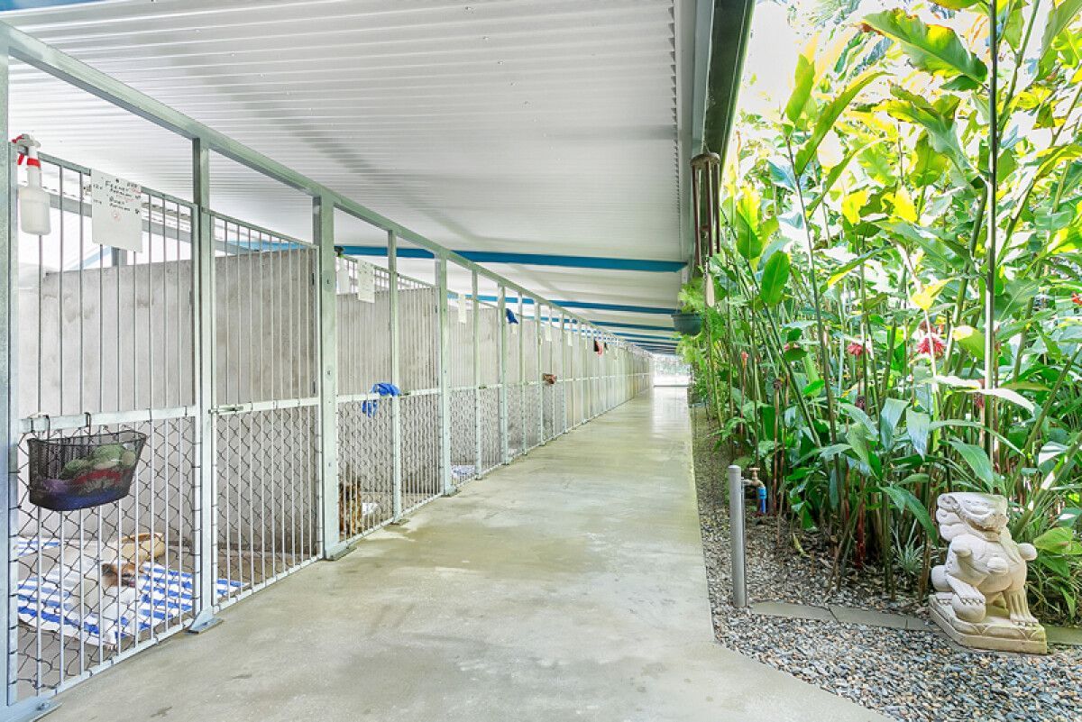 Dog Kennels With Covered Walkway and Lush Greenery — Kuranda Pet Resort in Kuranda, QLD