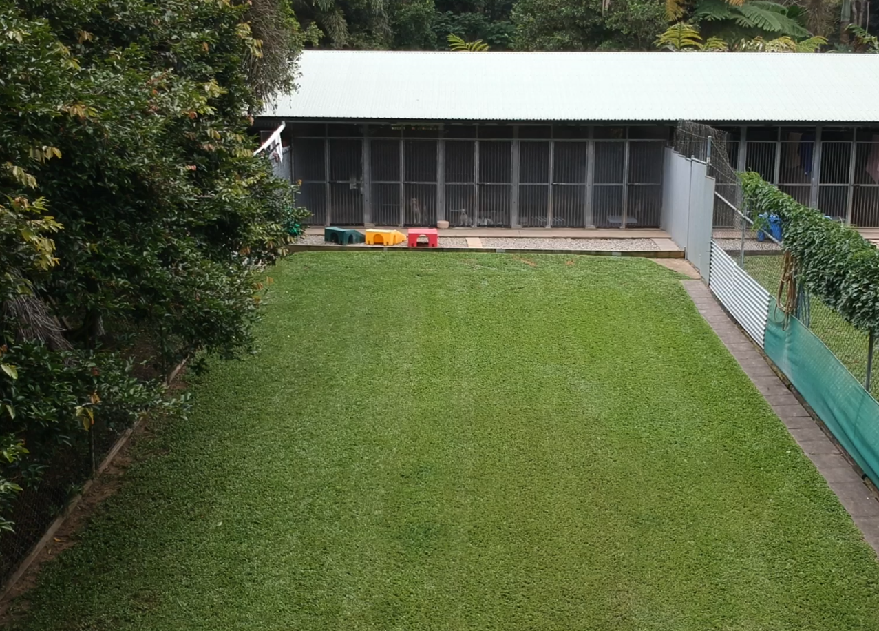 Green Lawn in Front of a Building With Screened Enclosures — Kuranda Pet Resort in Kuranda, QLD