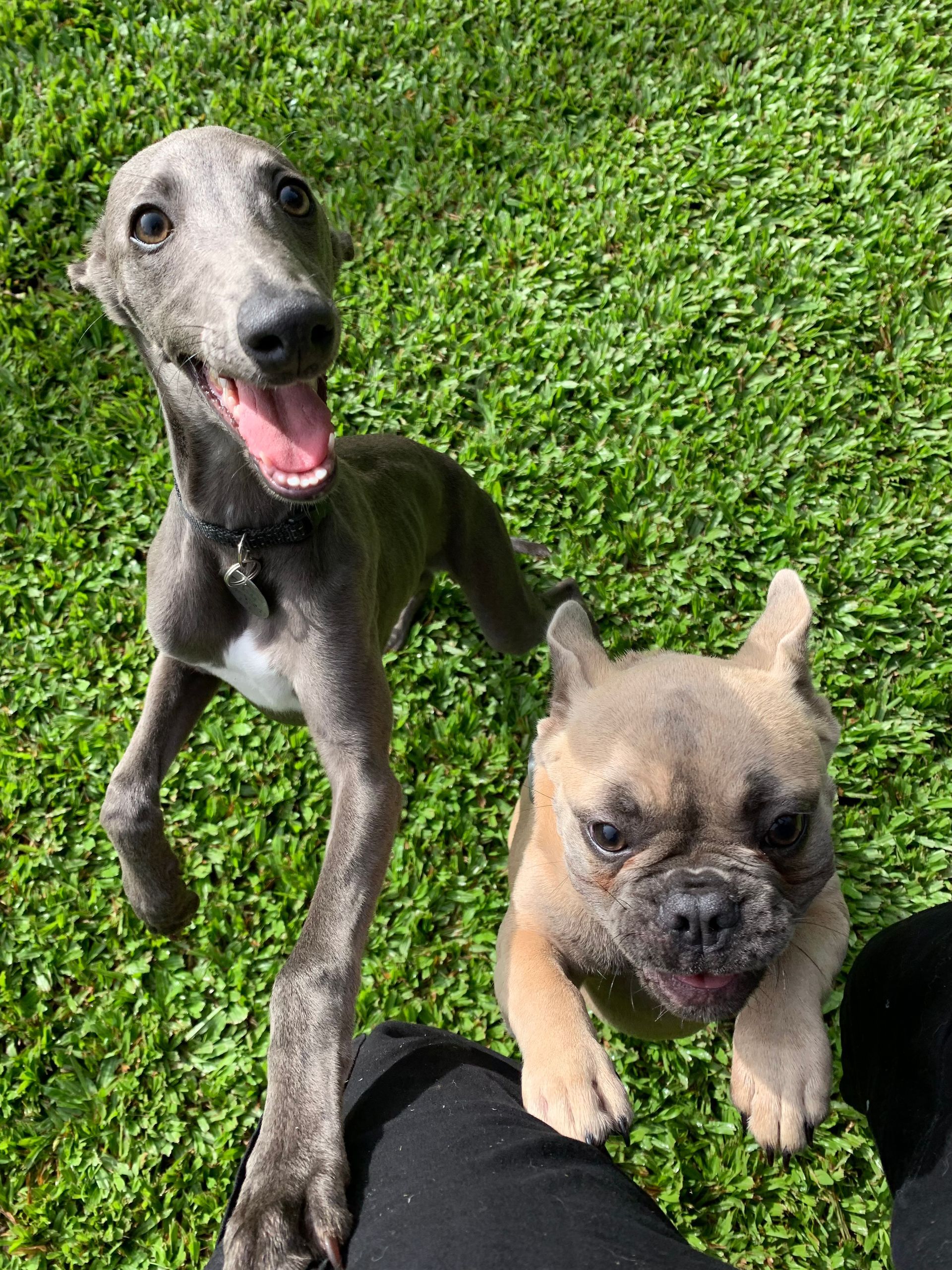 Dog Smiling — Kuranda Pet Resort in Kuranda, QLD