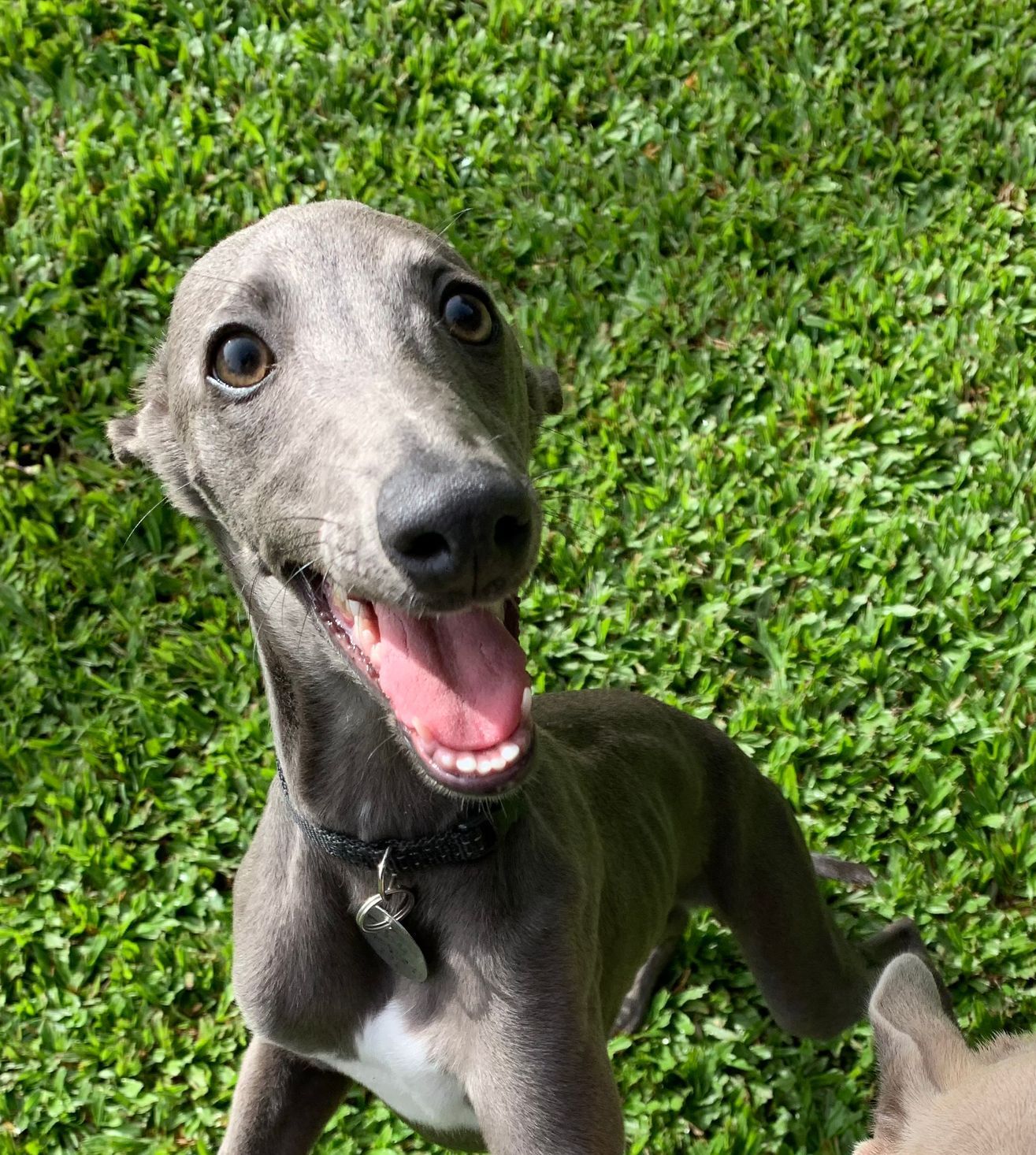 Grey Italian Greyhound Dog With a Wide Smile in a Grassy Area — Kuranda Pet Resort in Kuranda, QLD