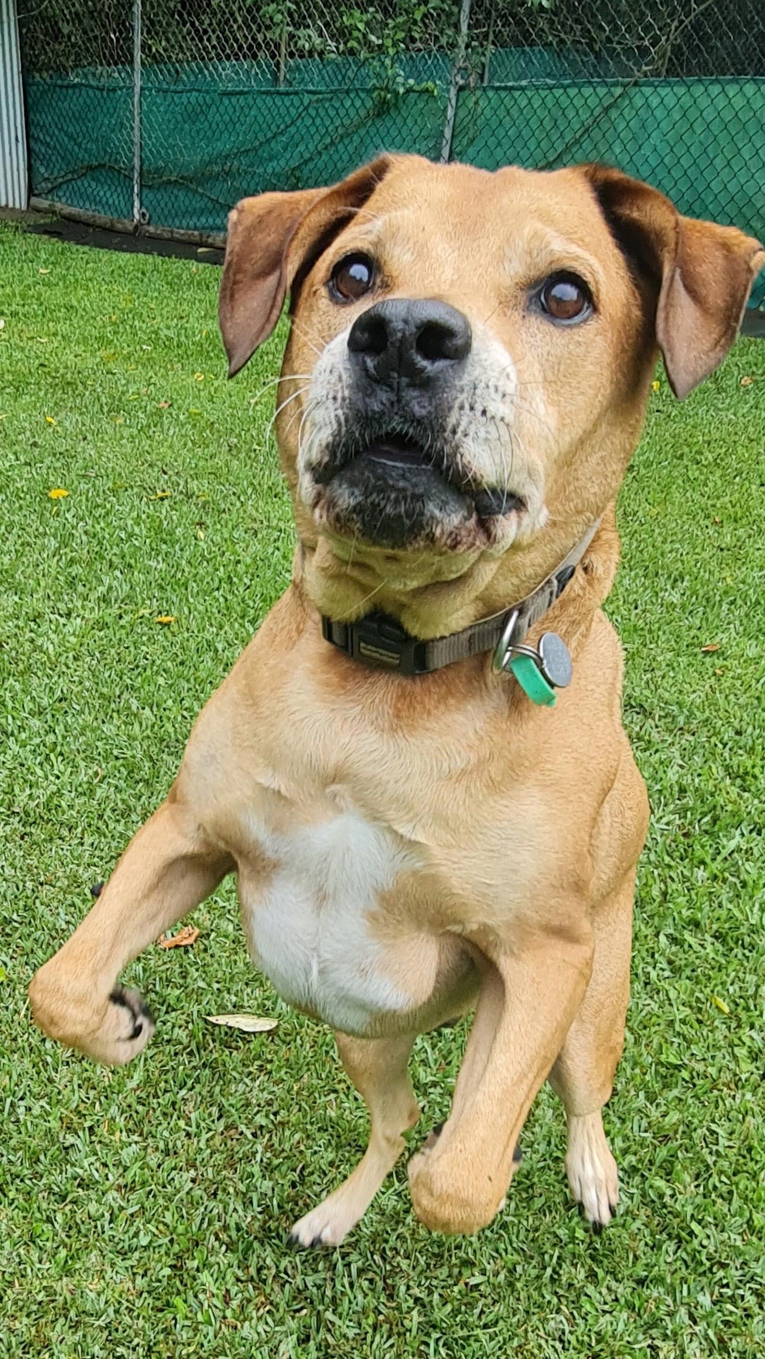 Tan Dog Standing on Hind Legs on Green Grass, Looking Upward — Kuranda Pet Resort in Kuranda, QLD