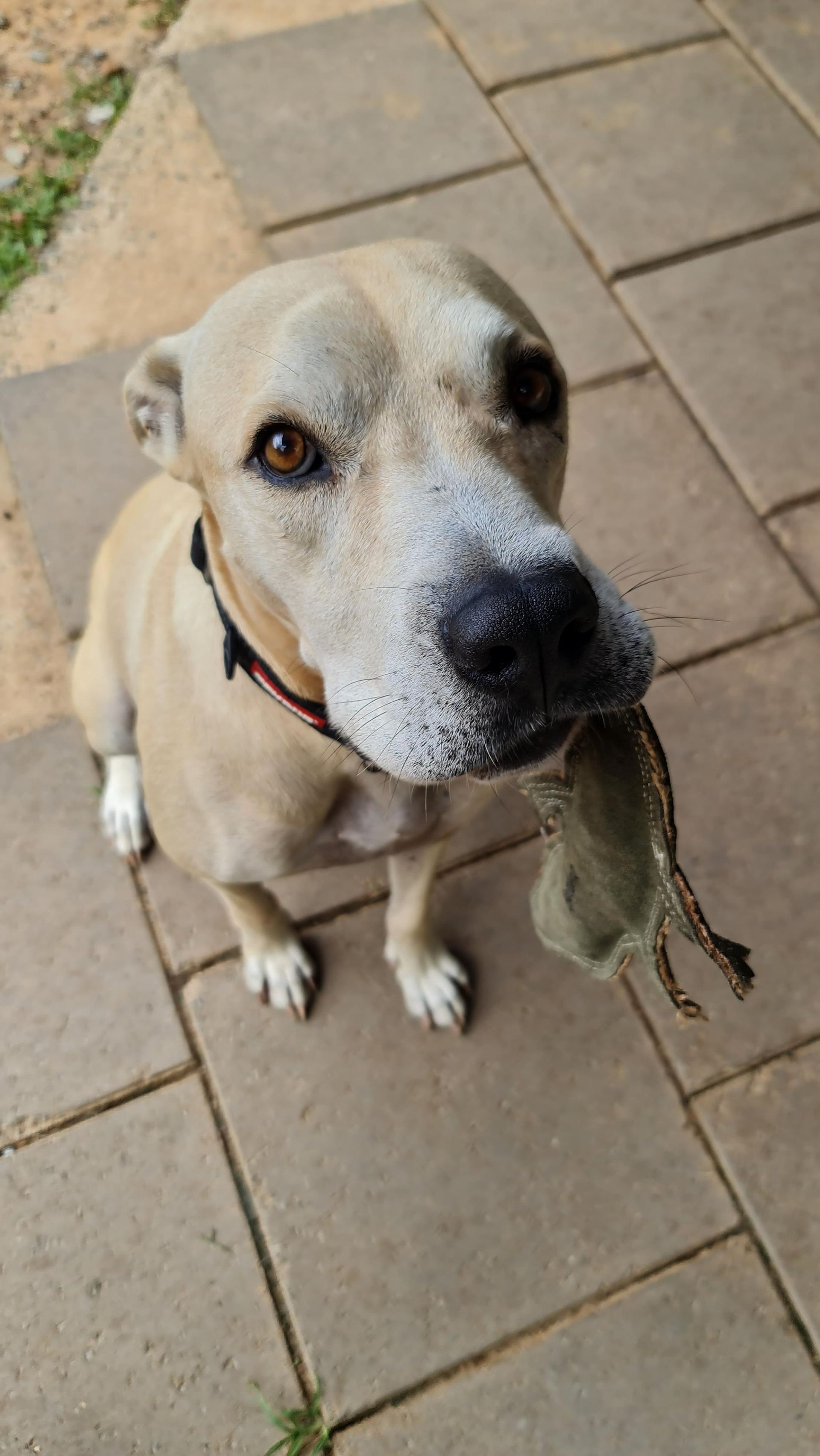 Tan Dog Sitting, Holding a Green Toy, on a Patio, Looking Up — Kuranda Pet Resort in Kuranda, QLD