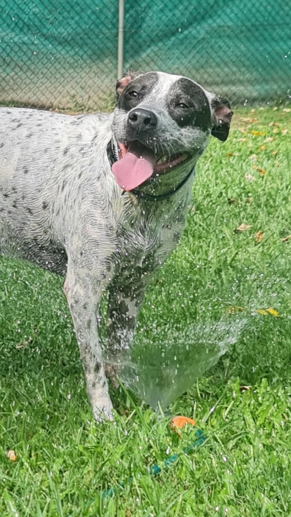 Dog With Blue and Black Spots, Standing in Green Grass, Shakes Off Water — Kuranda Pet Resort in Kuranda, QLD