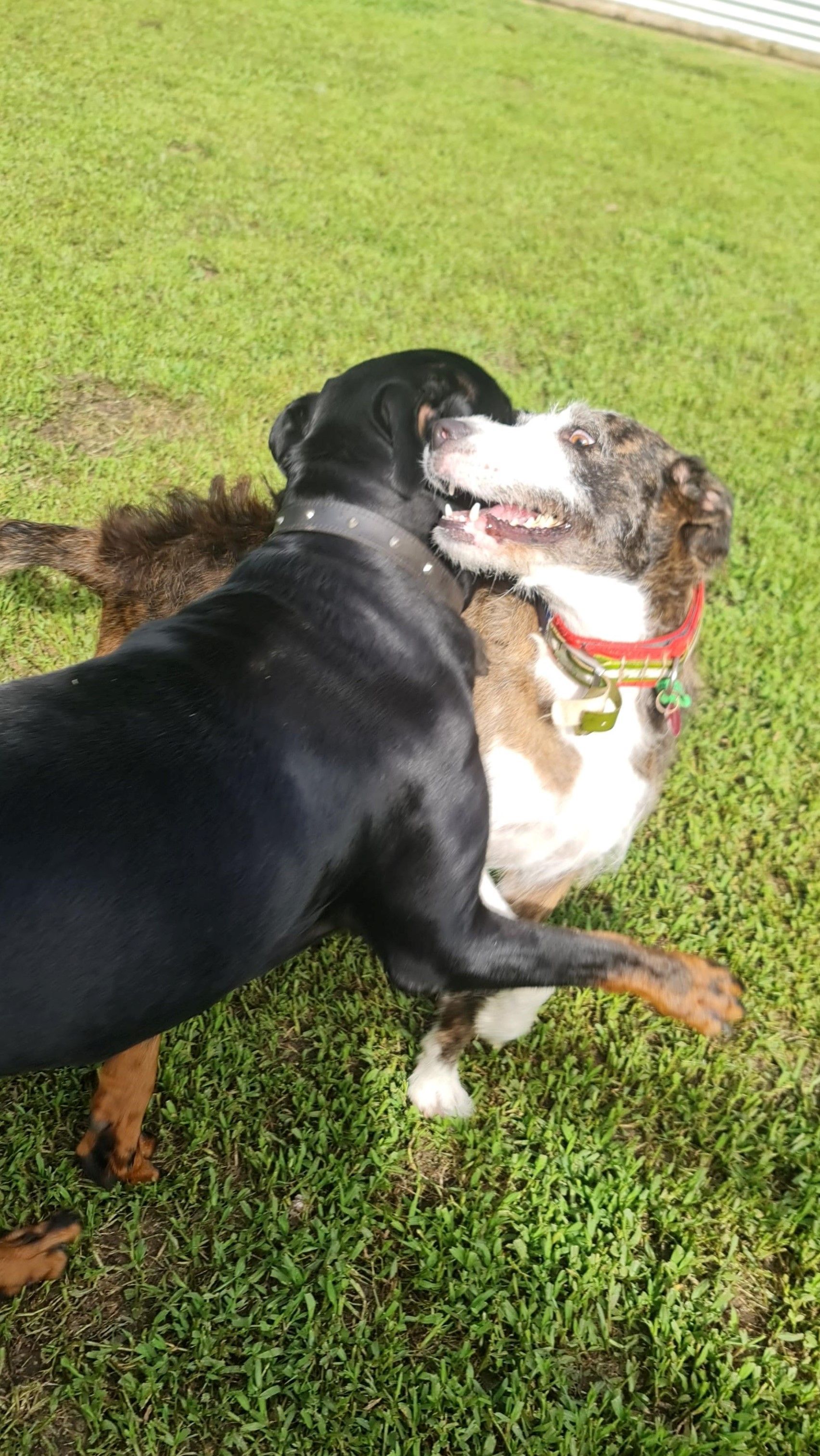 Two Dogs Playing on Green Grass — Kuranda Pet Resort in Kuranda, QLD