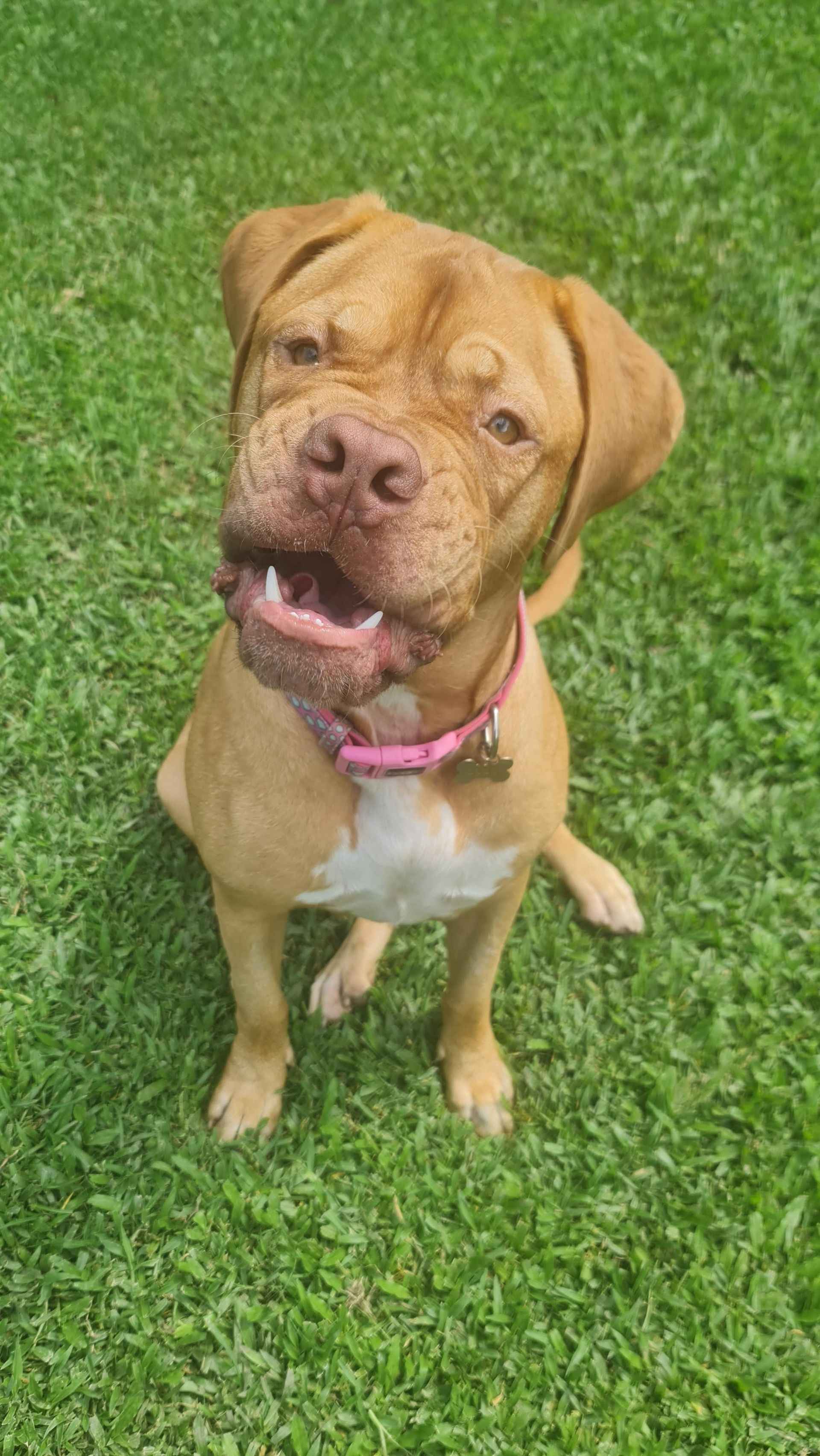 Tan Dog With White Chest Sits on Green Grass — Kuranda Pet Resort in Kuranda, QLD