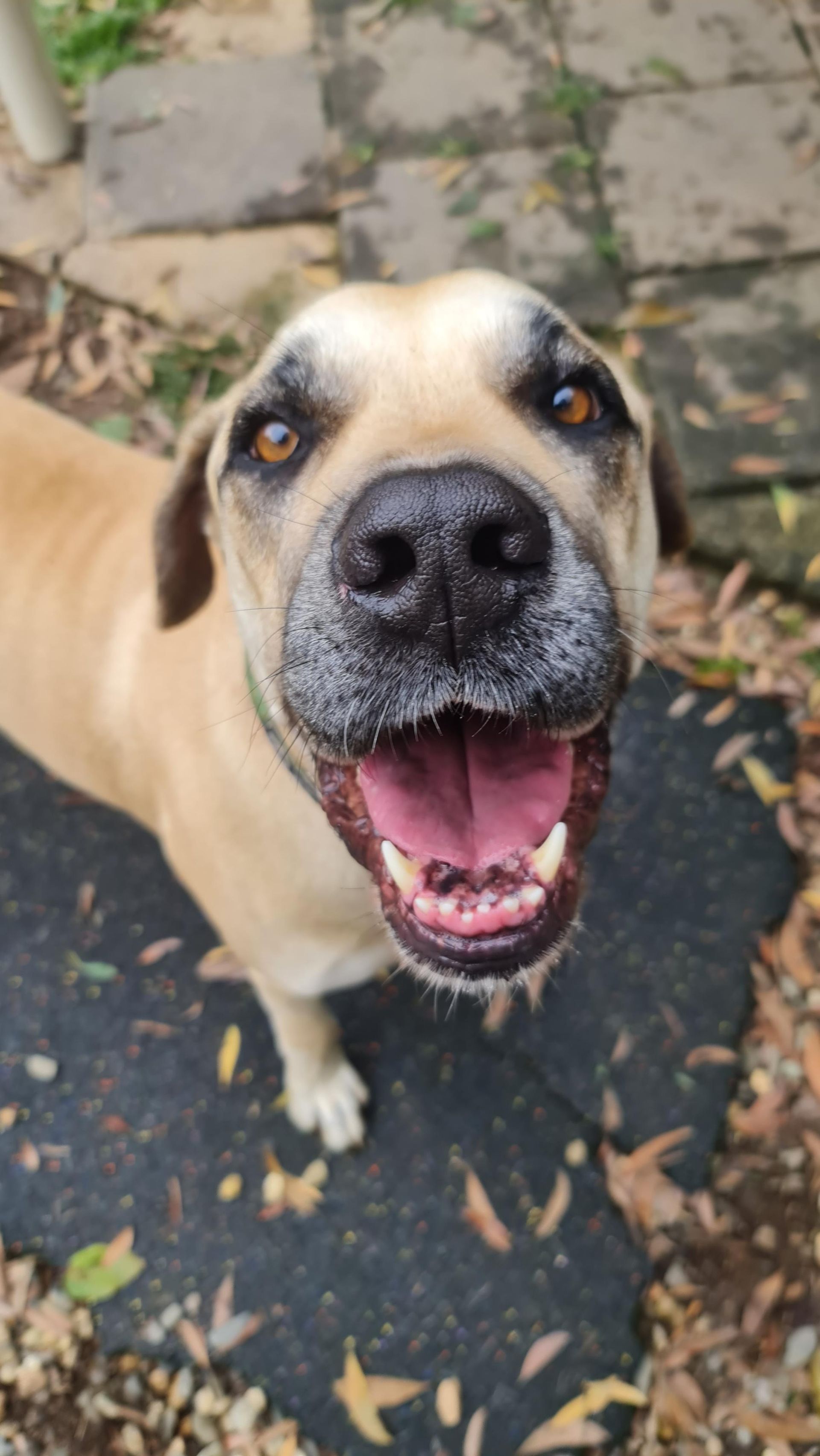 Tan Dog With Open Mouth, Black Nose, Brown Eyes, Smiling Outdoors — Kuranda Pet Resort in Kuranda, QLD