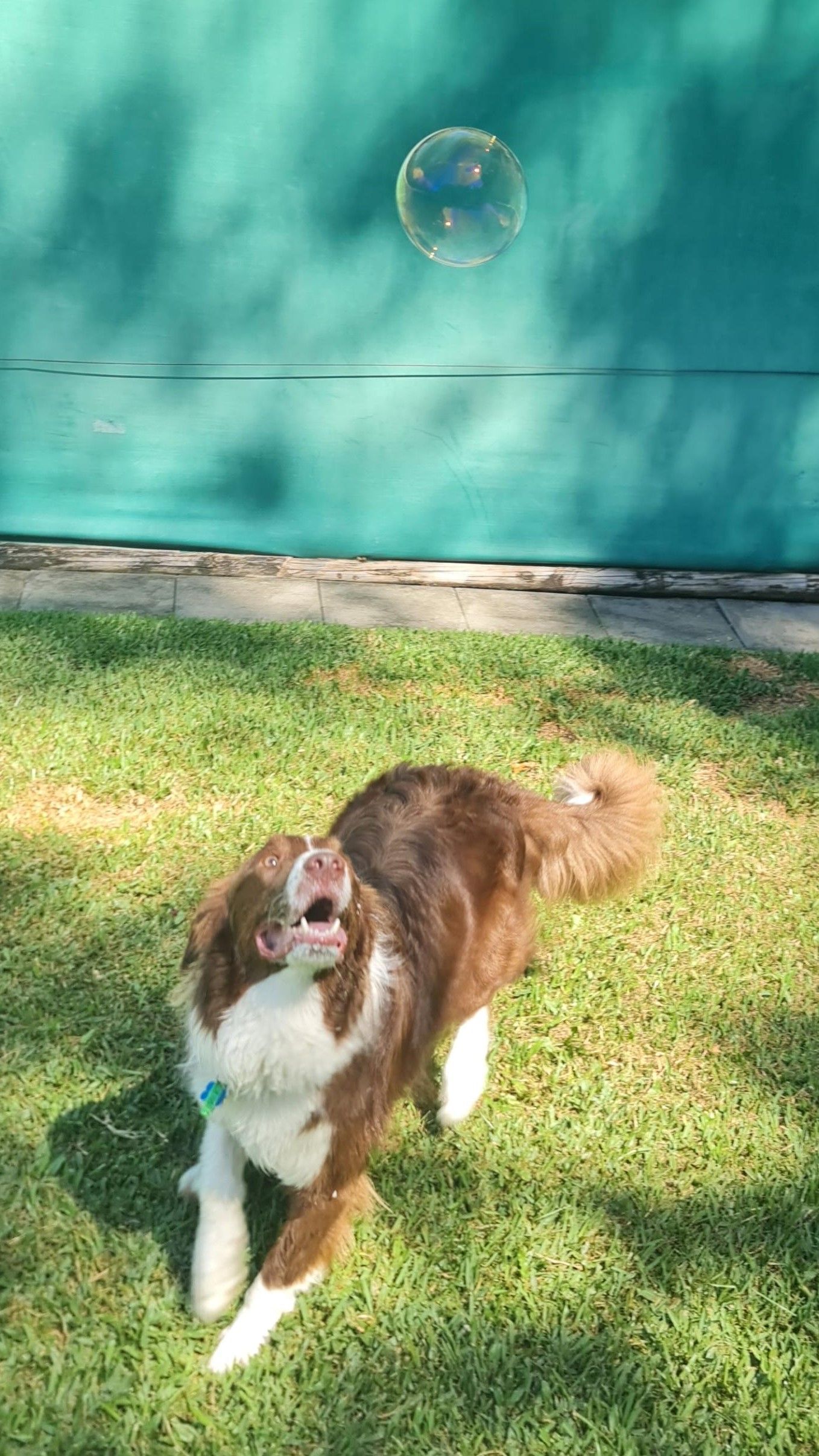 Brown and White Dog Gazing Up, Mouth Open — Kuranda Pet Resort in Kuranda, QLD