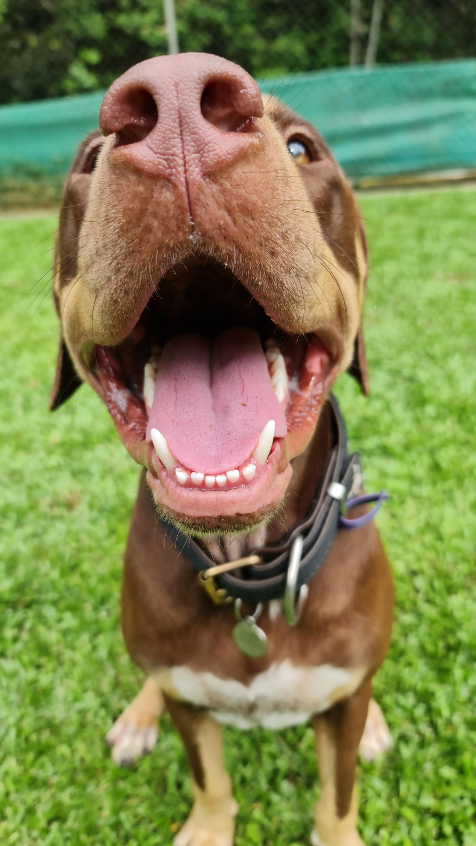 Brown Dog With Open Mouth, Smiling — Kuranda Pet Resort in Kuranda, QLD