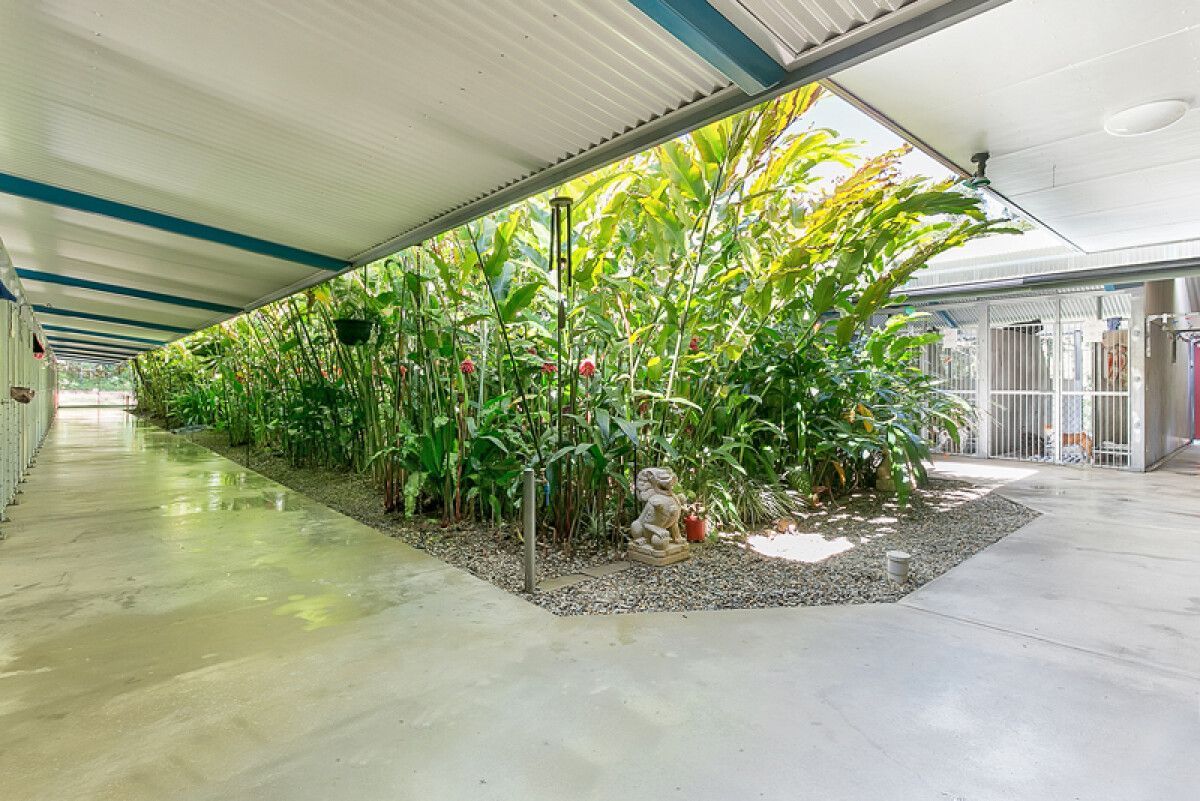 Covered Walkway With Lush Greenery and White Concrete — Kuranda Pet Resort in Kuranda, QLD
