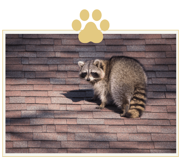 a raccoon sitting on top of a brick roof