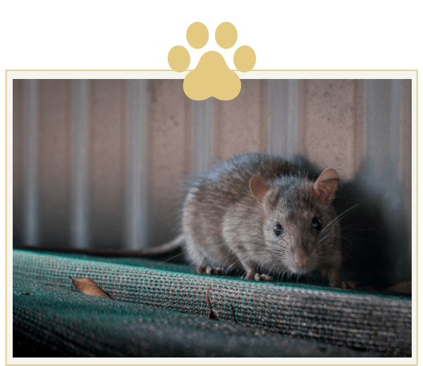 a rat is sitting on a wooden surface with a paw print in the background .