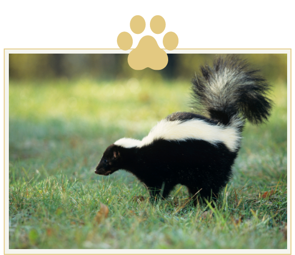 a black and white skunk is standing in the grass with a paw print in the background .