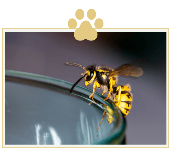 a wasp is sitting on the edge of a glass