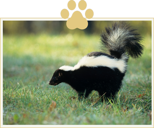 skunk