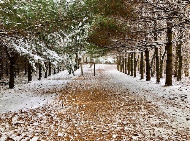 A snowy path in the woods with trees covered in snow