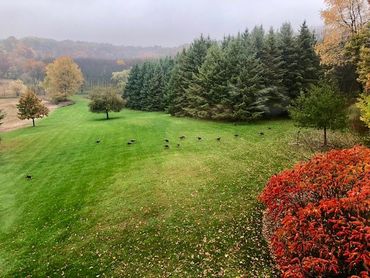 Wild turkeys in the backyard -Autumn
