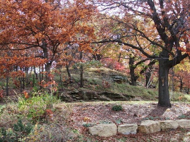A tree in the middle of a forest with leaves on it