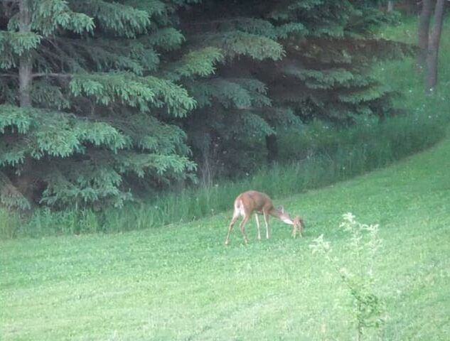 A deer is grazing in a grassy field with trees in the background.