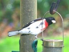 A bird is perched on top of a bird feeder.