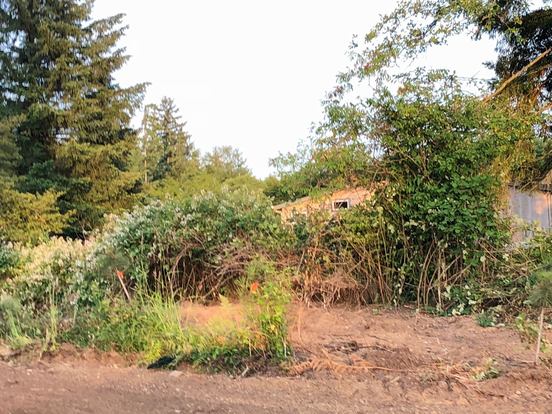 Overgrown garden with dry brush, shrubs, and tall trees under a bright sky
