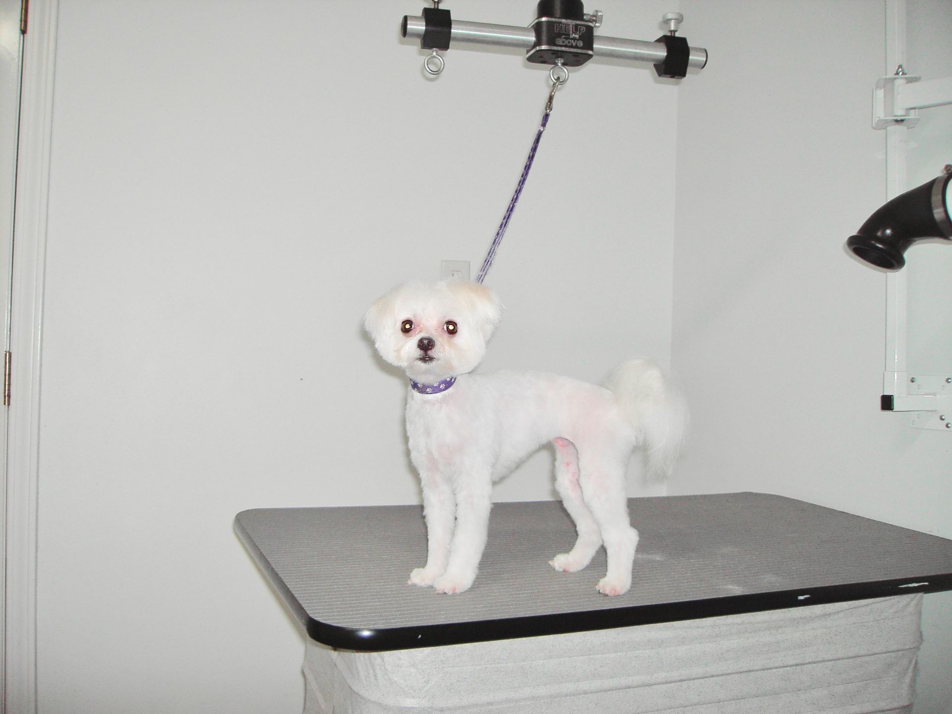 A Pomeranian being groomed on a table in a pet grooming shop.