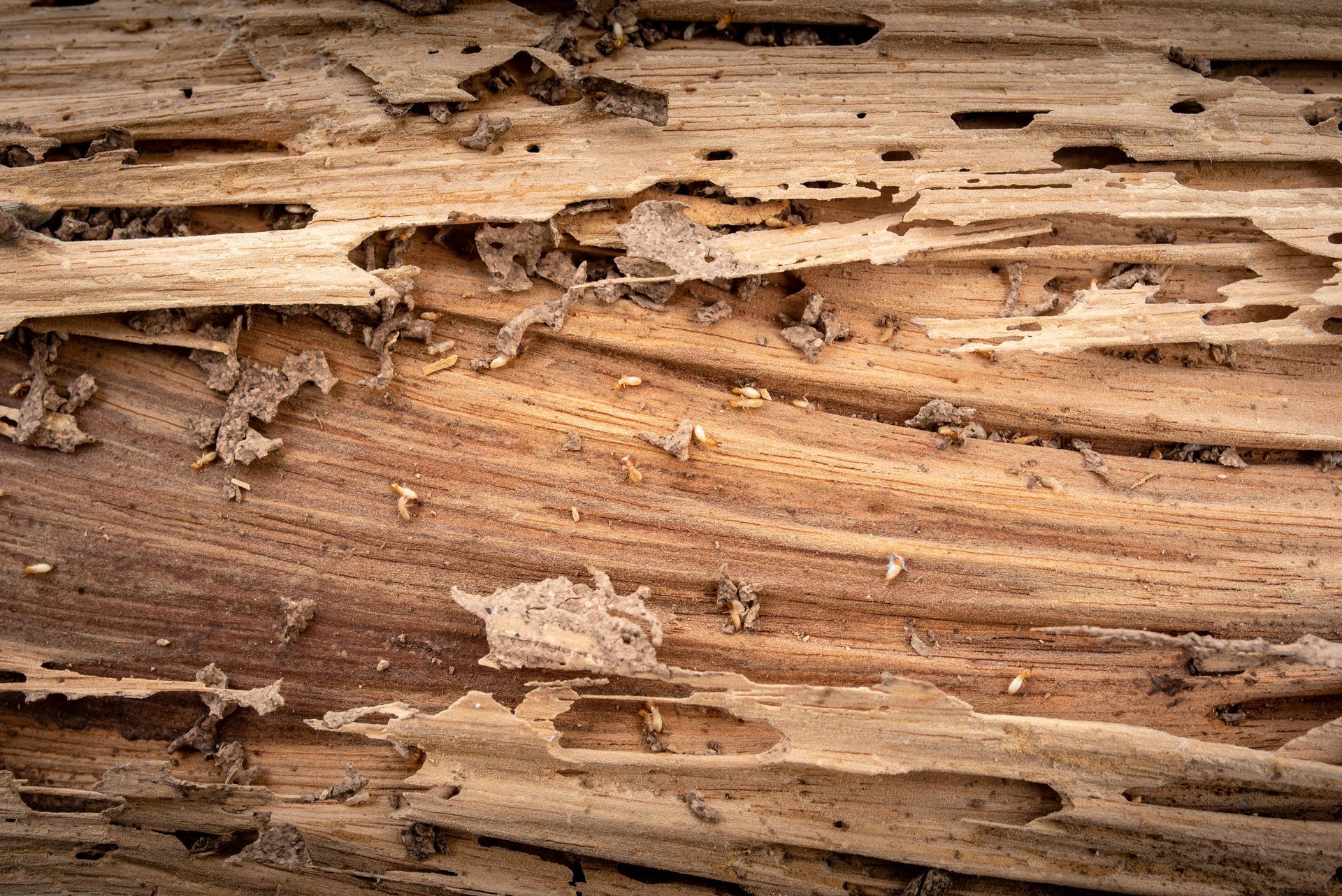 Close-up of weathered tan wood with peeling bark and layered grain textures