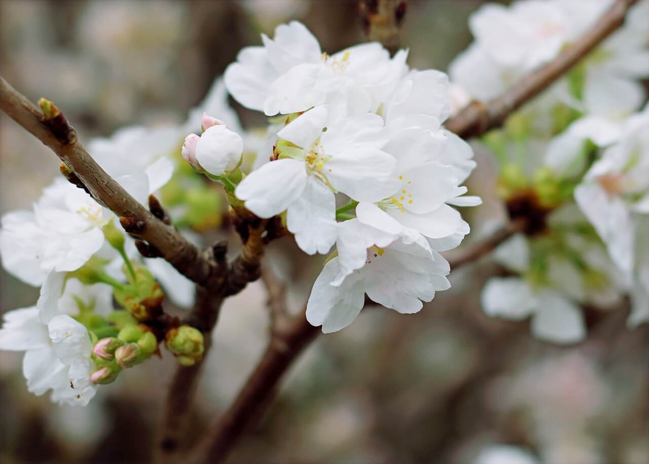 Cremation Services White Flower Blooming