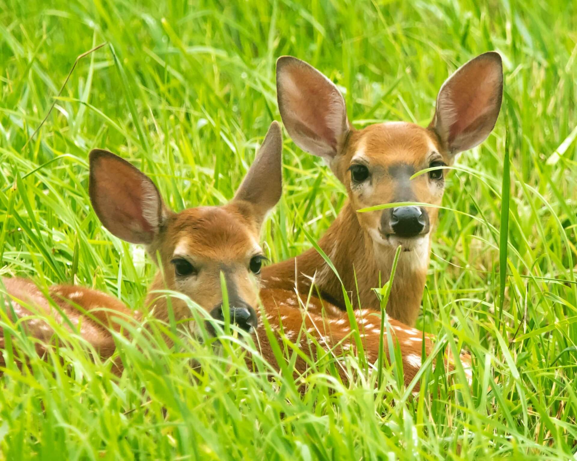 Two Fawn Deer Laying in Grass