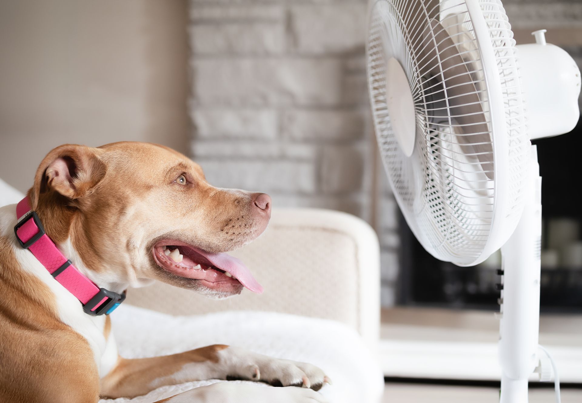 A dog with a pink collar, resting on a couch in front of a portable fan