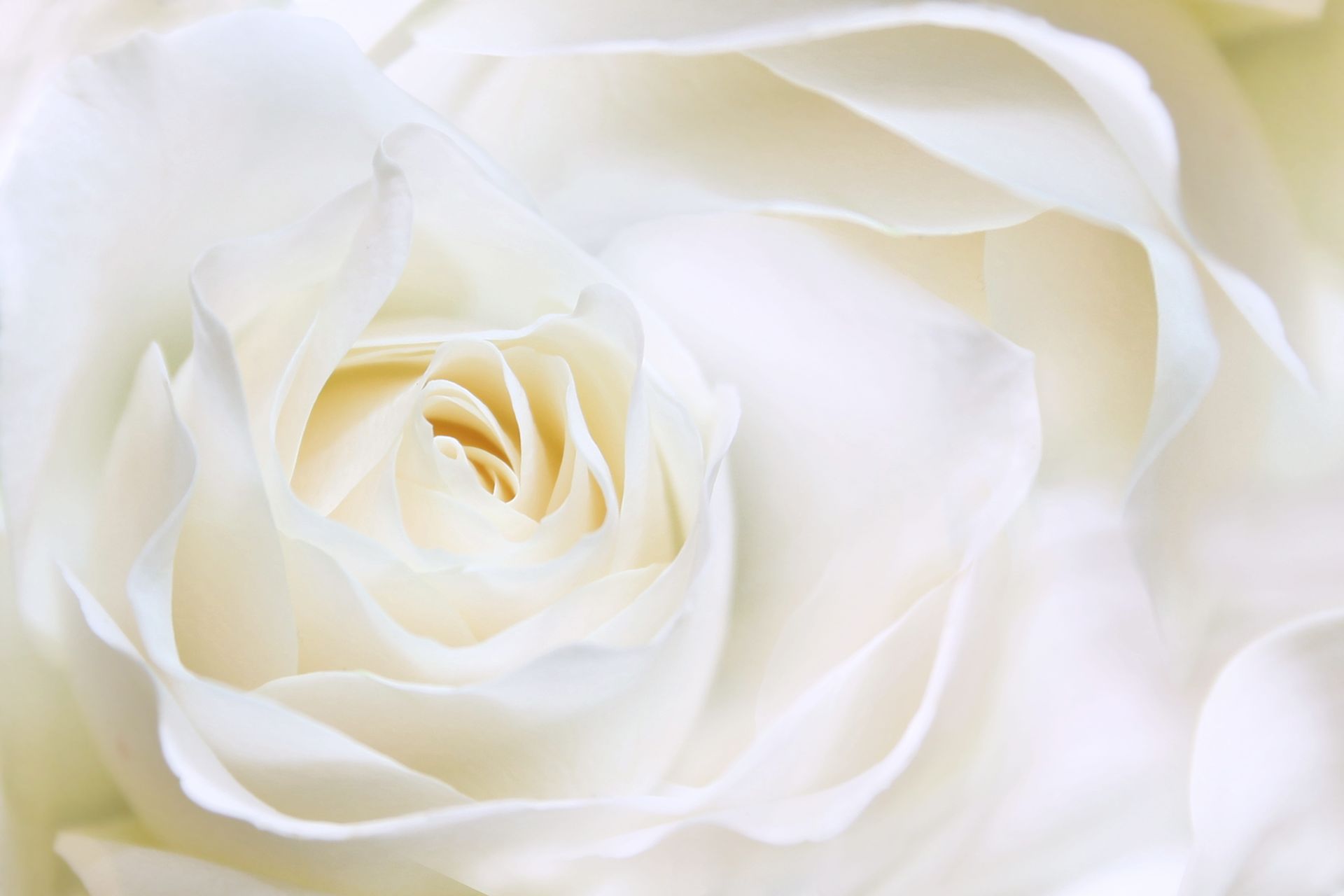 White roses in a bouquet with green leaves, lit by warm sunlight