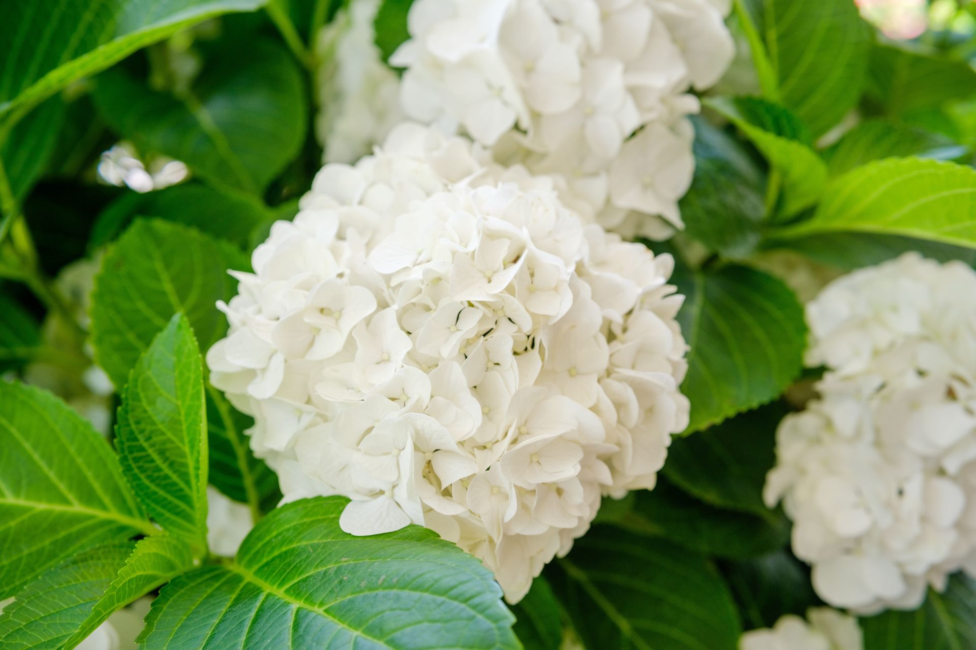 White hydrangea flowers blooming among green leaves
