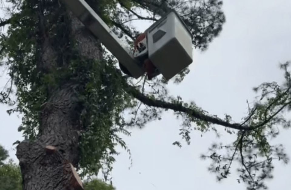 A tree being trimmed by a worker in a bucket lift, set against a cloudy sky.