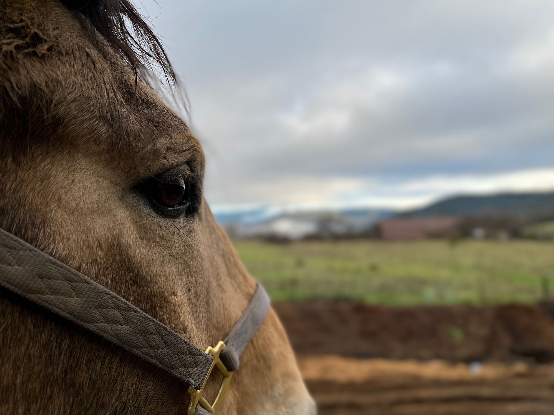 Mayo Ranch in Northern California for Equine Sports Therapy