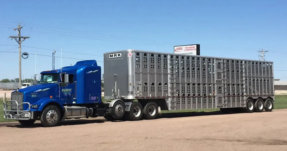 A blue semi truck is pulling a trailer full of cattle.
