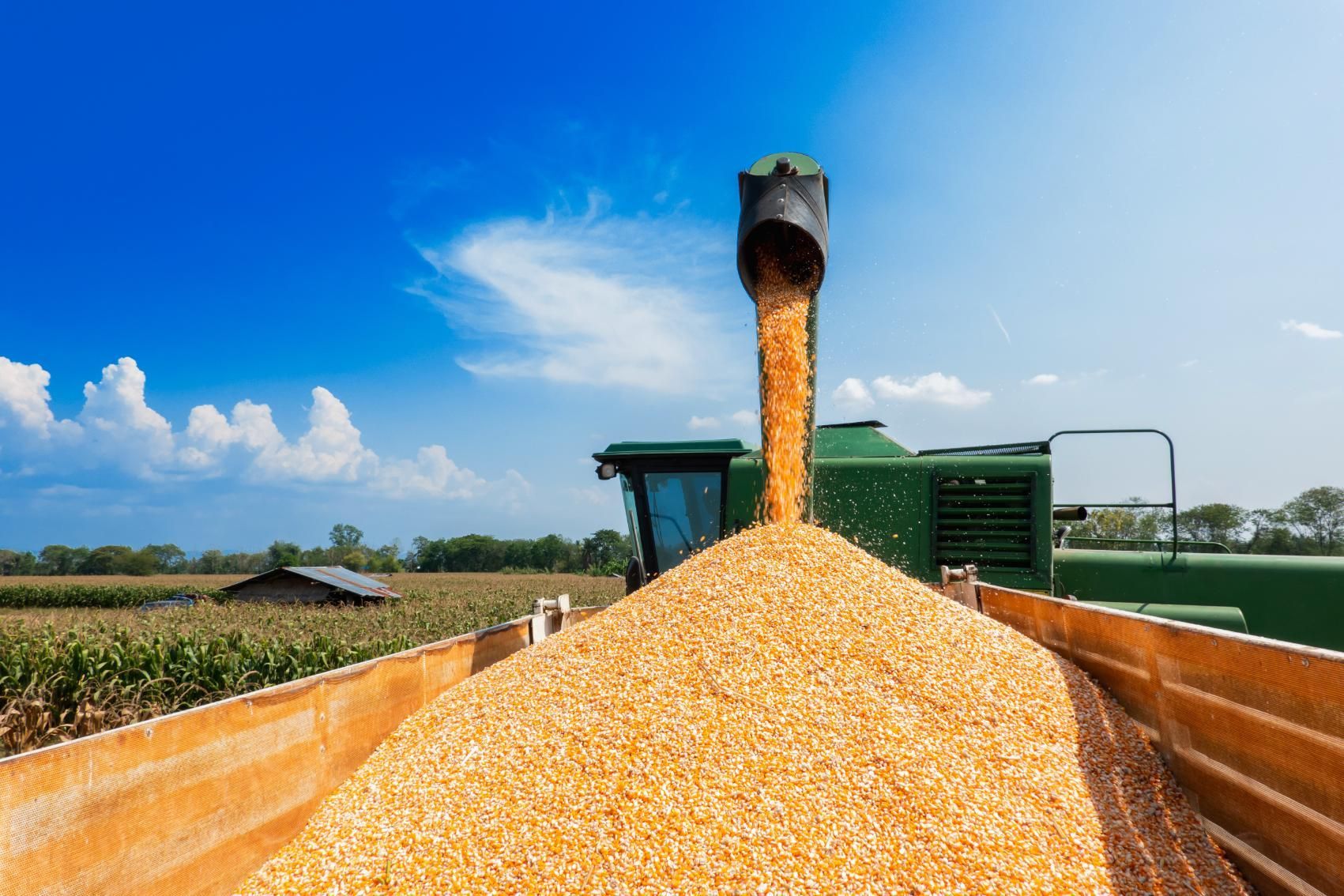 A tractor is pouring corn into a trailer.