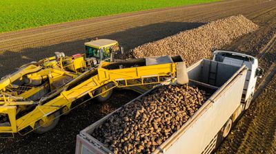 A tractor is loading potatoes into a truck in a field.